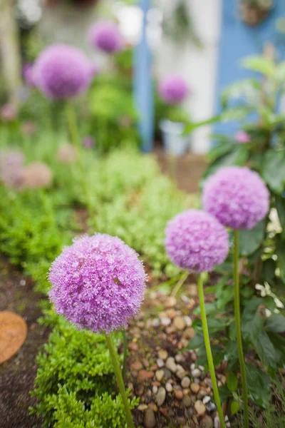 Violette Blüten — Stockfoto