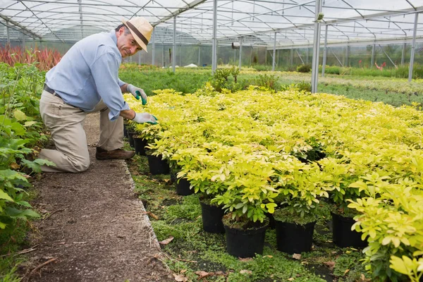 Plantas de pala de jardinero — Foto de Stock