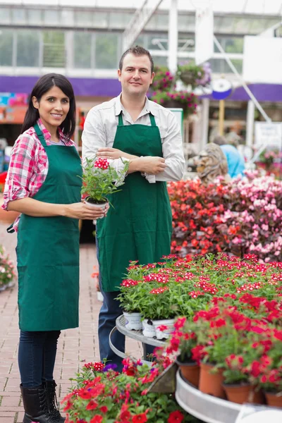 Two garden center workers with one holding flower pot — Stock Photo, Image