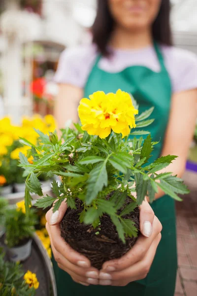 Woman showing a yellow flower in garden center — Stock Photo, Image