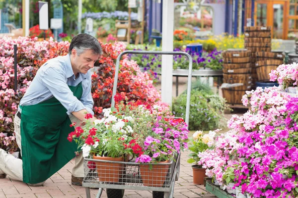 Homem descarregando flores do carrinho — Fotografia de Stock