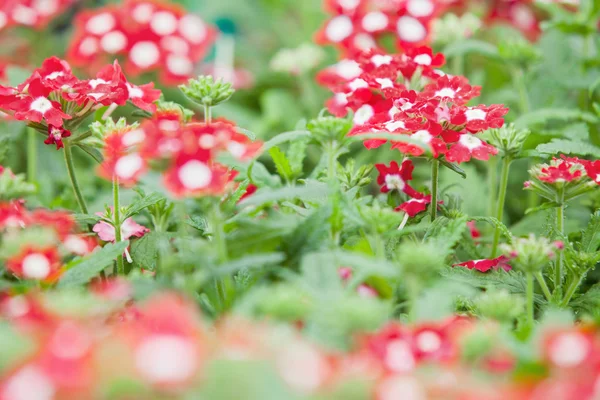 红花和白花 — 图库照片