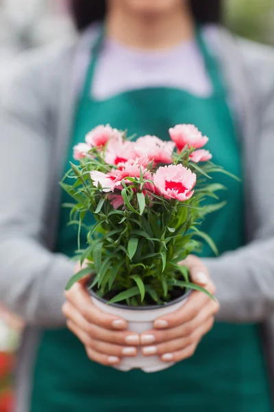 Blumenhändler zeigt eine Blume — Stockfoto