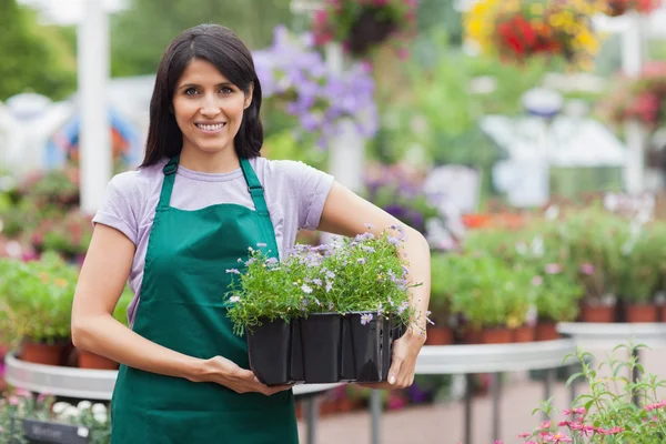 Plantskolan arbetstagare bära låda med blommor — Stockfoto