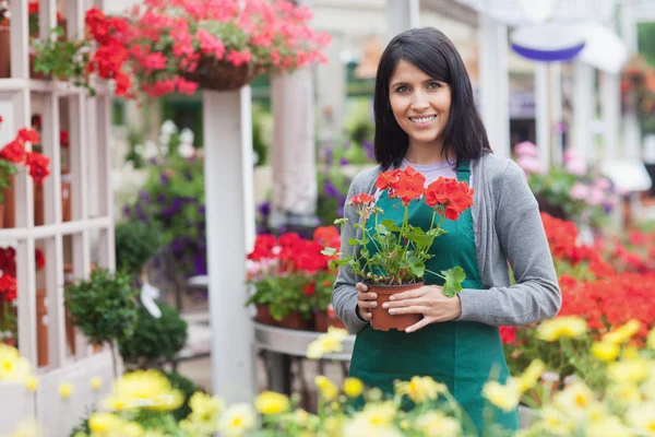 Работник садового центра держит красный цветок во дворе — стоковое фото