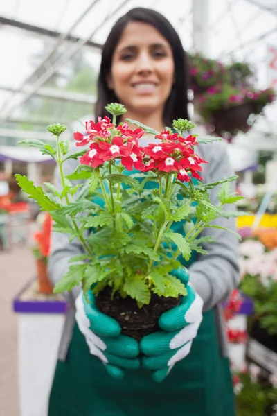 Bloemist aanplant een bloem — Stockfoto