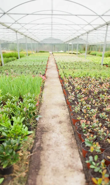 Greenhouse nursery — Stock Photo, Image