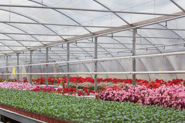 Greenhouse with flowers and shrubs — Stock Photo, Image