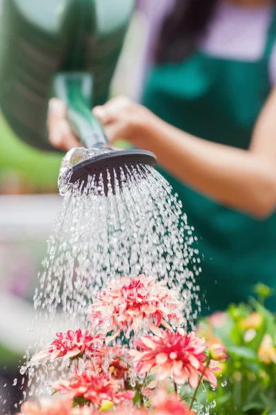 Mujer regando flores —  Fotos de Stock