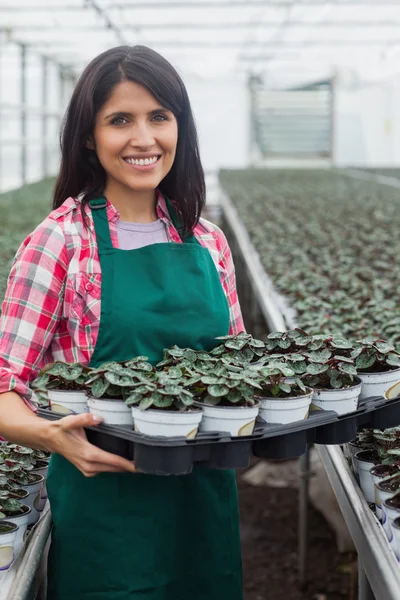 Donna sorridente che trasporta scatola di piante — Foto Stock