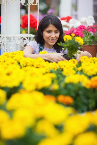 Assistent pflanzt Blumen im Beet — Stockfoto