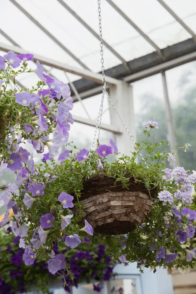 Hängekorb im Gartencenter — Stockfoto