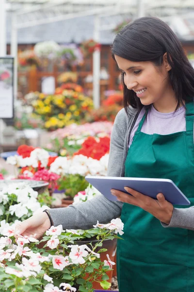 Medarbetare välja vita blommor i garden center — Stockfoto