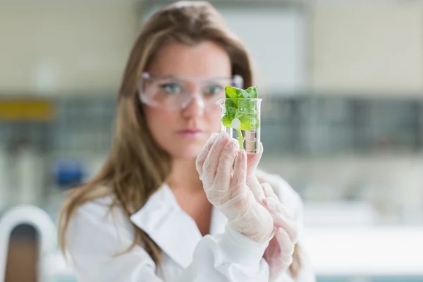 Frau steht im Labor und hält ein Glas mit Pflanze — Stockfoto