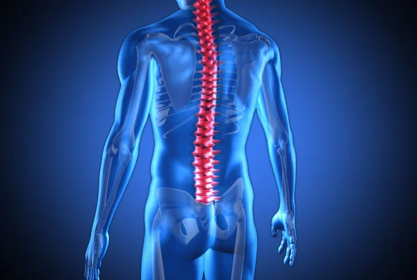 Digital blue human with highlighted red spine — Stock Photo, Image