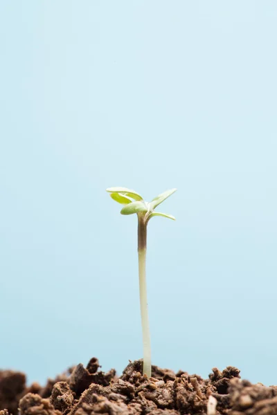 Seedling in dirt — Stock Photo, Image