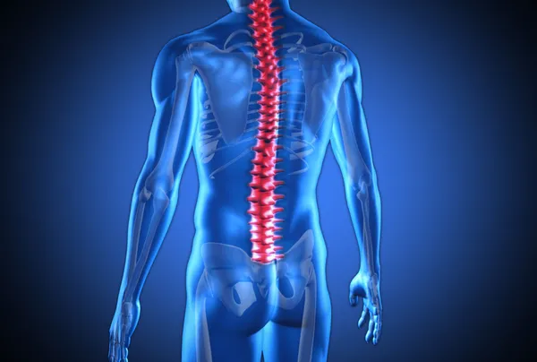 Digital blue human with highlighted red spine — Stock Image Digital blue human with highlighted red spine Stock Photo