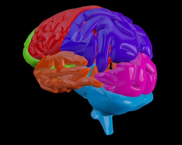 Brain with highlighted sections — Stock Photo, Image