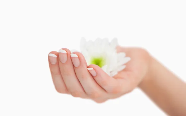 French manicured hand holding flowers — Stock Photo, Image