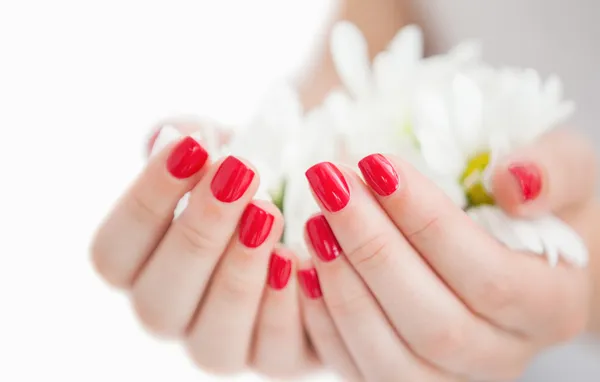 Manicured hands holding flowers — Stock Photo, Image