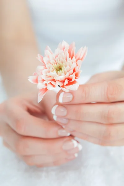 Francês manicured mãos segurando flor — Fotografia de Stock