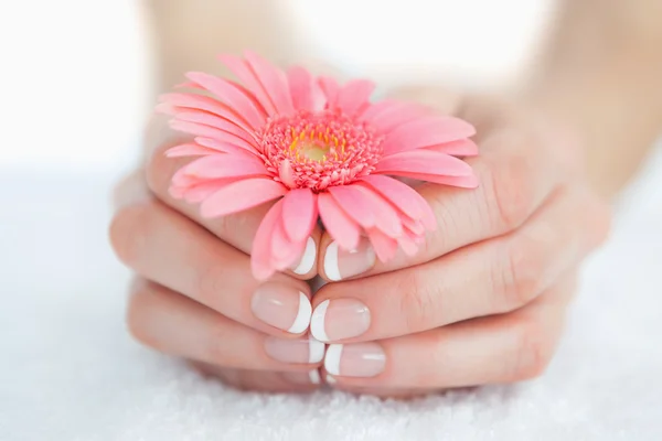Francese mani curate che tengono il fiore — Foto Stock