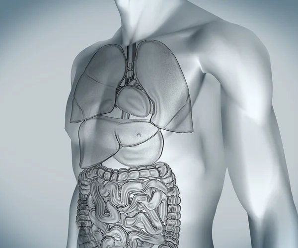 Grey digital body with organs — Stock Photo, Image