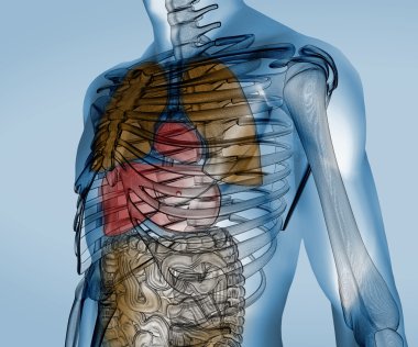 Colorful transparent digital body with organs clipart