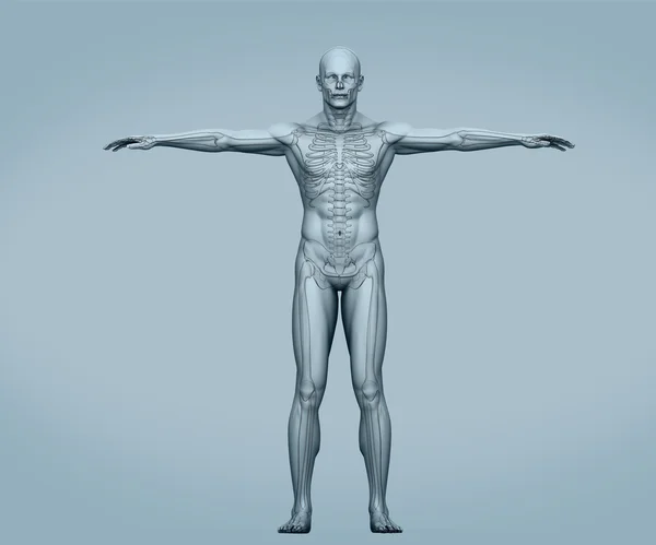 Scheletro digitale del corpo grigio con muscoli — Foto Stock
