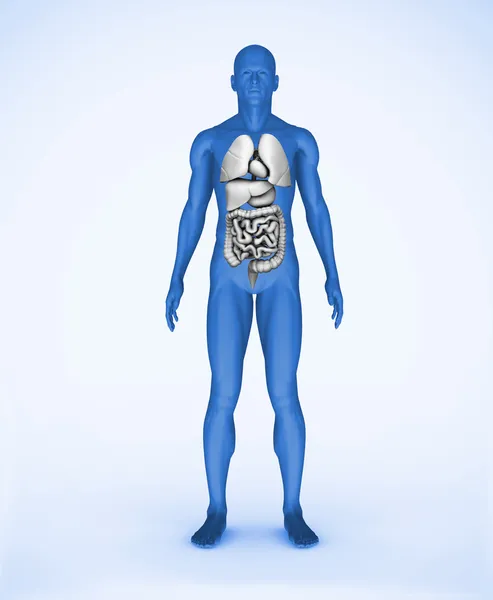 Blue digital human with visible organs — Stock Photo, Image