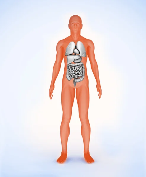 Orange digital figure with organs — Stock Photo, Image