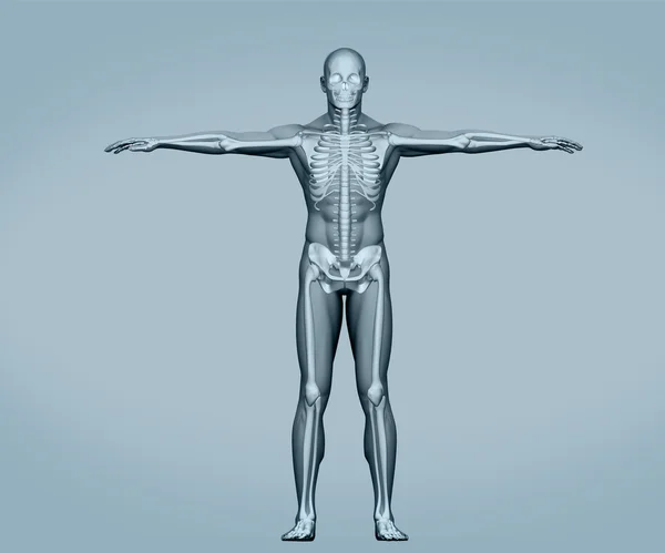 Grey digital skeleton body standing — Stock Photo, Image