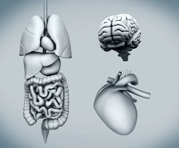 Diagram of human organs — Stock Photo, Image