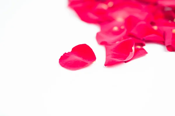 Pink rose petals — Stock Photo, Image