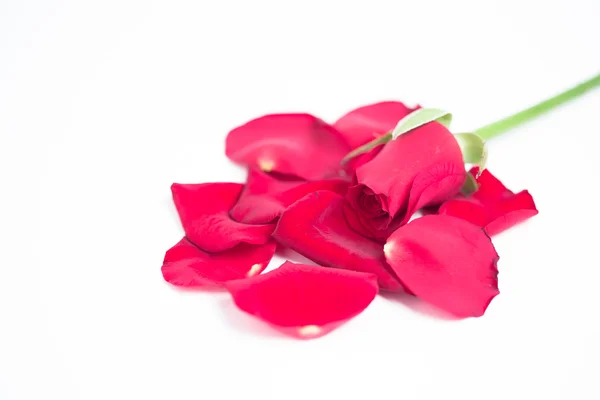 Pink rose and petals — Stock Photo, Image