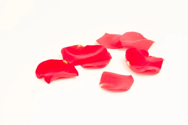Utspridda rosenblad — Stockfoto