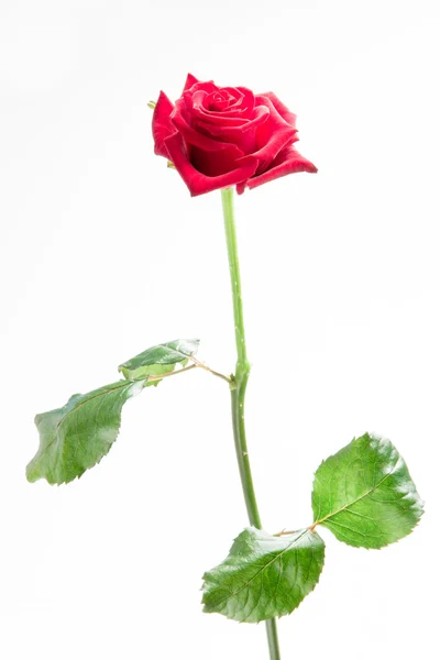Розовая роза со стеблем и листьями — стоковое фото