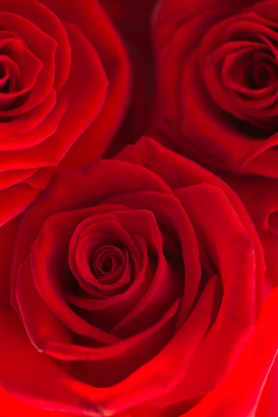 Drei rote Rosen — Stockfoto