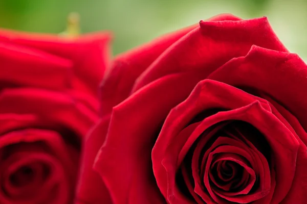 Two red roses — Stock Photo, Image