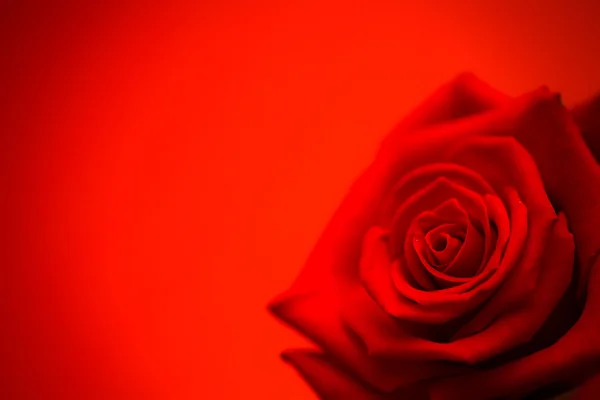 Red rose in bloom — Stock Photo, Image