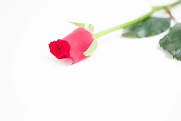 Pink rose with stalk and leaves — Stock Photo, Image