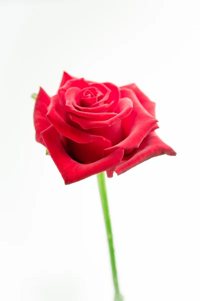 Red rose on stalk — Stock Photo, Image