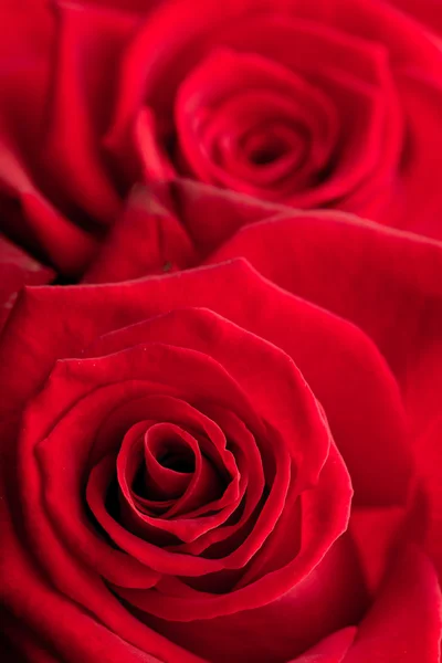 Primo piano di rose rosse — Foto Stock