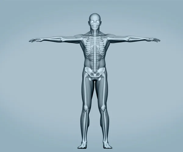 Grey digital skeleton body standing — Stock Image Grey digital skeleton body standing Stock Picture