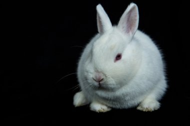 Pet vienna white rabbit clipart