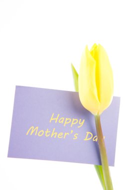 Yellow tulip with a mauve happy mothers day card on a white back clipart