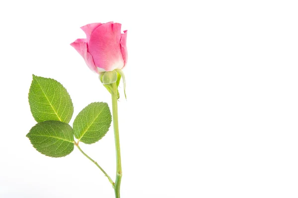 Rosa rosa único — Fotografia de Stock