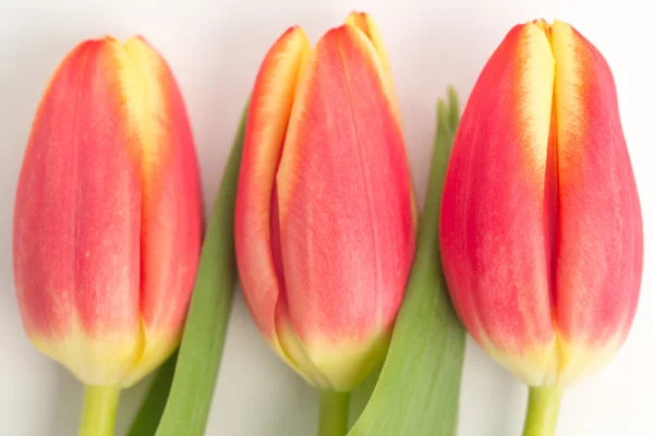 Detailní záběr tři krásné tulipány na bílém pozadí — Stock fotografie