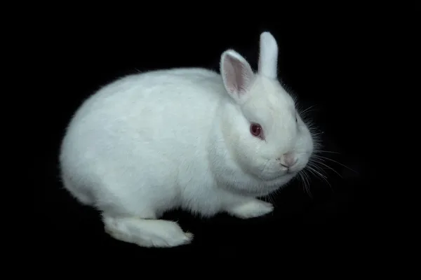 维也纳白色兔子 — 图库照片