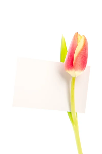 Un tulipano con una carta bianca — Foto Stock